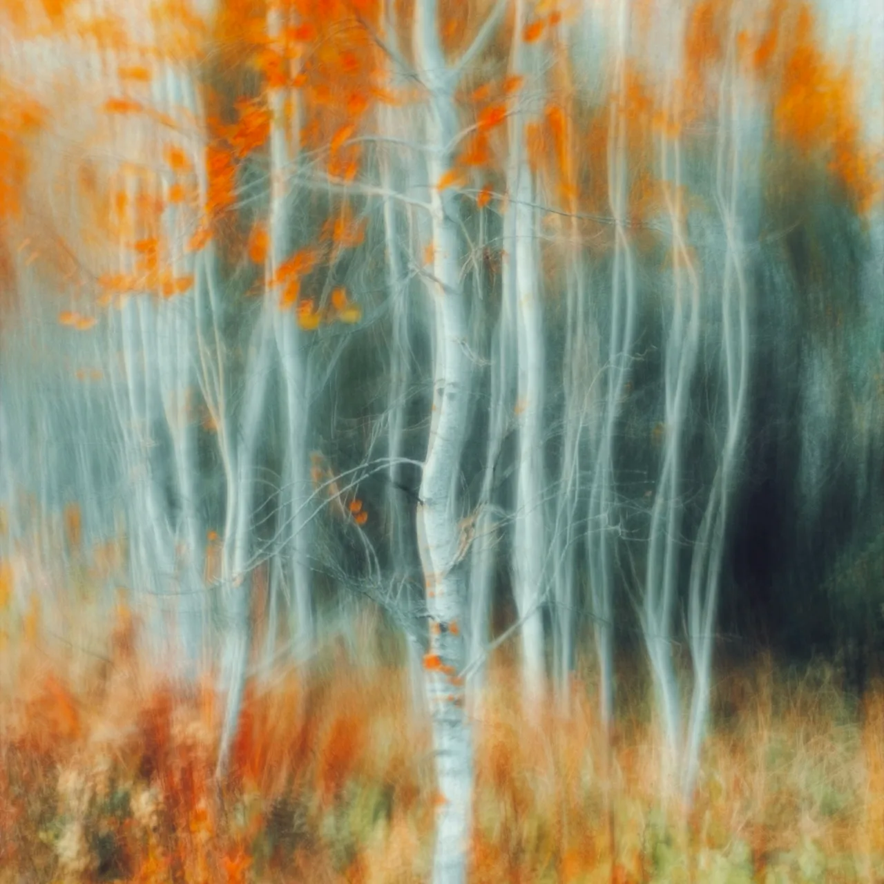 An abstract photograph of pale tree trunks and orange leaves blurred by movement