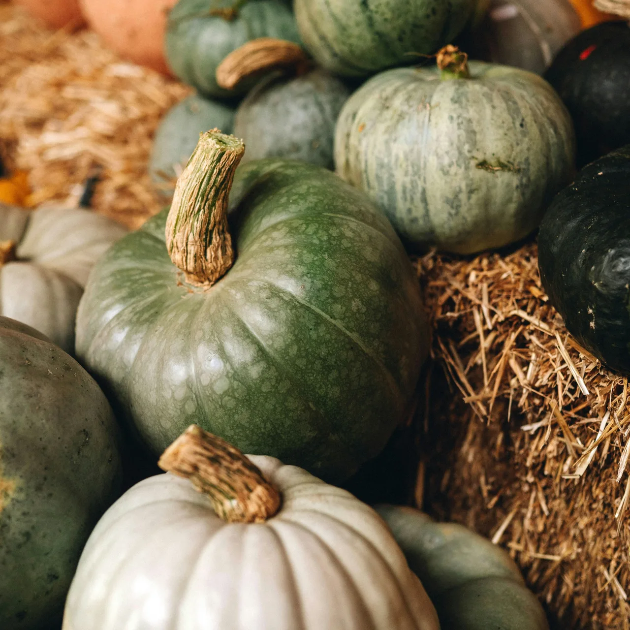 Green and white pumpkins resting on straw at a produce display