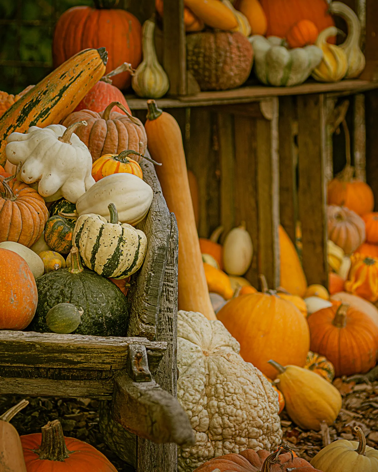 Pumpkins and gourds arranged on wooden market crates