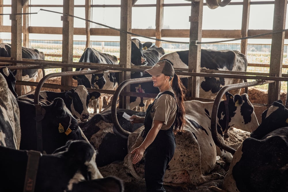 A woman standing among cows in a sunlit dairy barn
