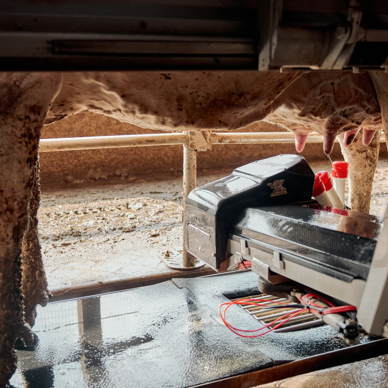 A small farm machine moving beside hay and cattle inside a barn