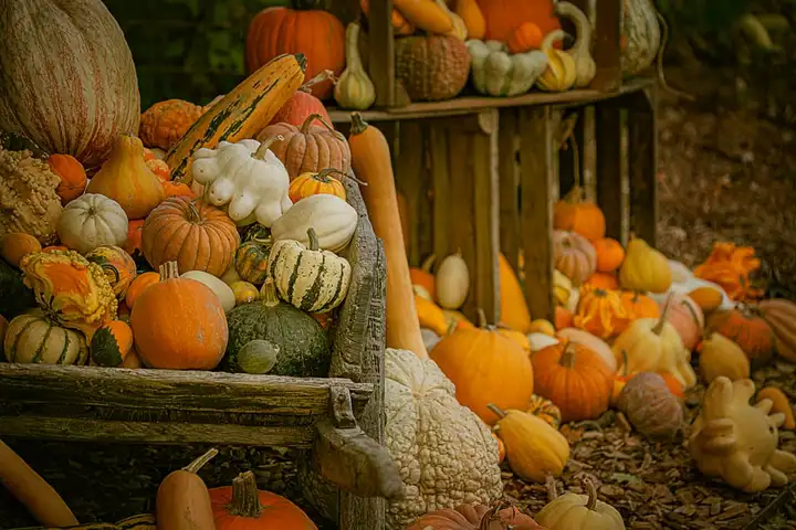 Pumpkins and gourds arranged on wooden market crates