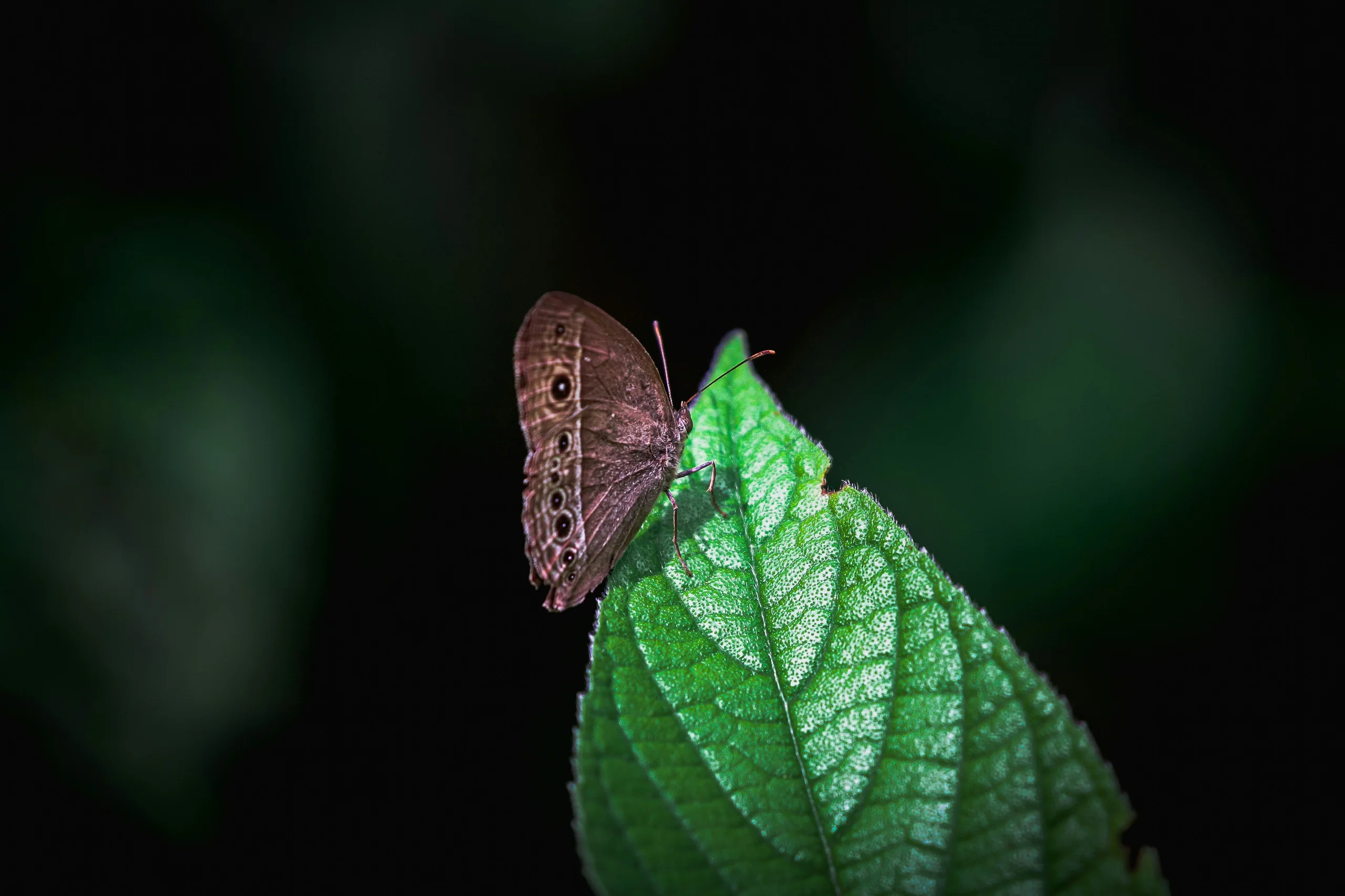 Green butterfly resting on a wet leaf