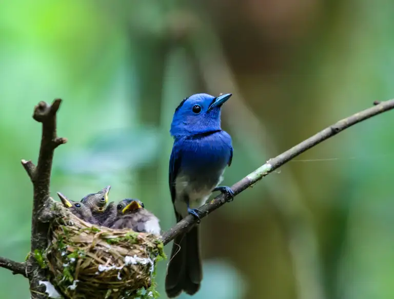 Blue bird perched on a branch beside its nest