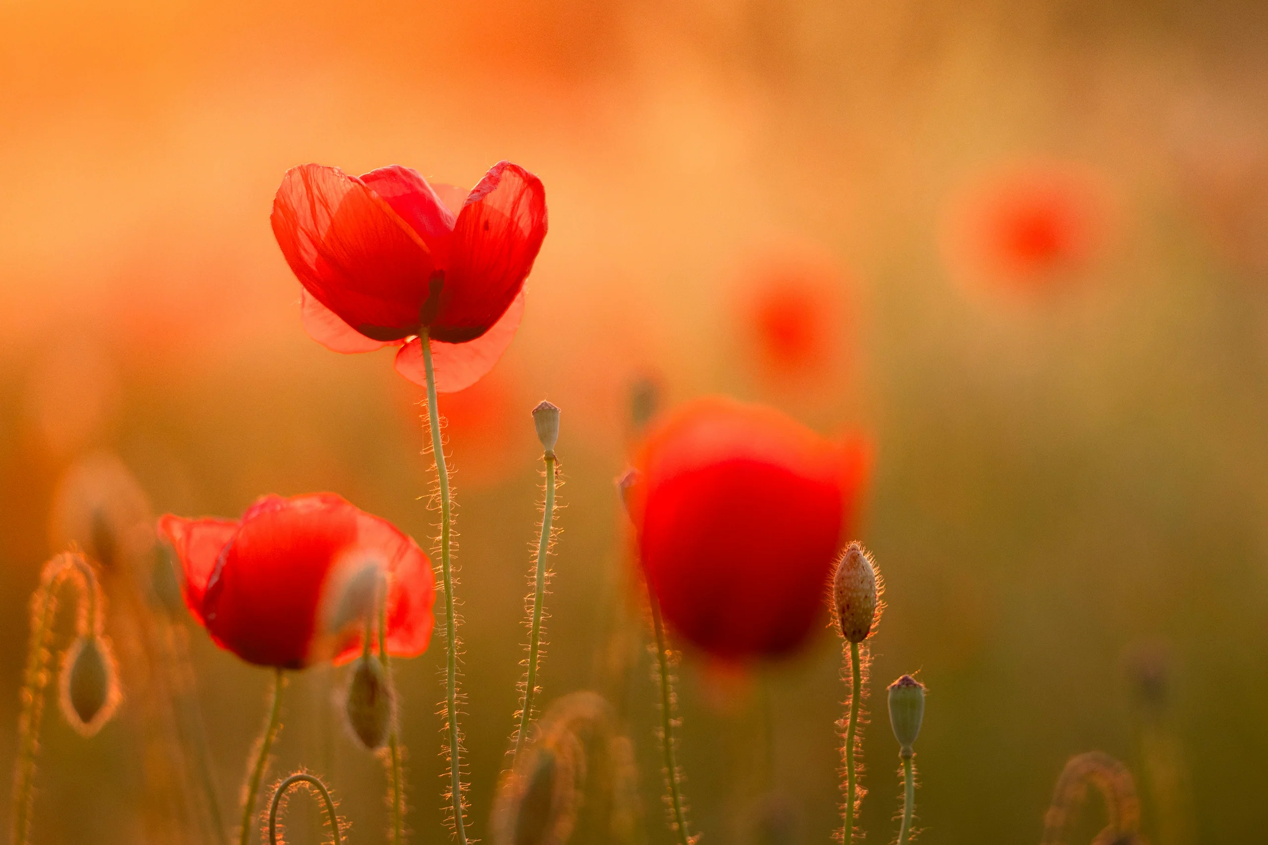 Red poppies glowing in a sunlit field