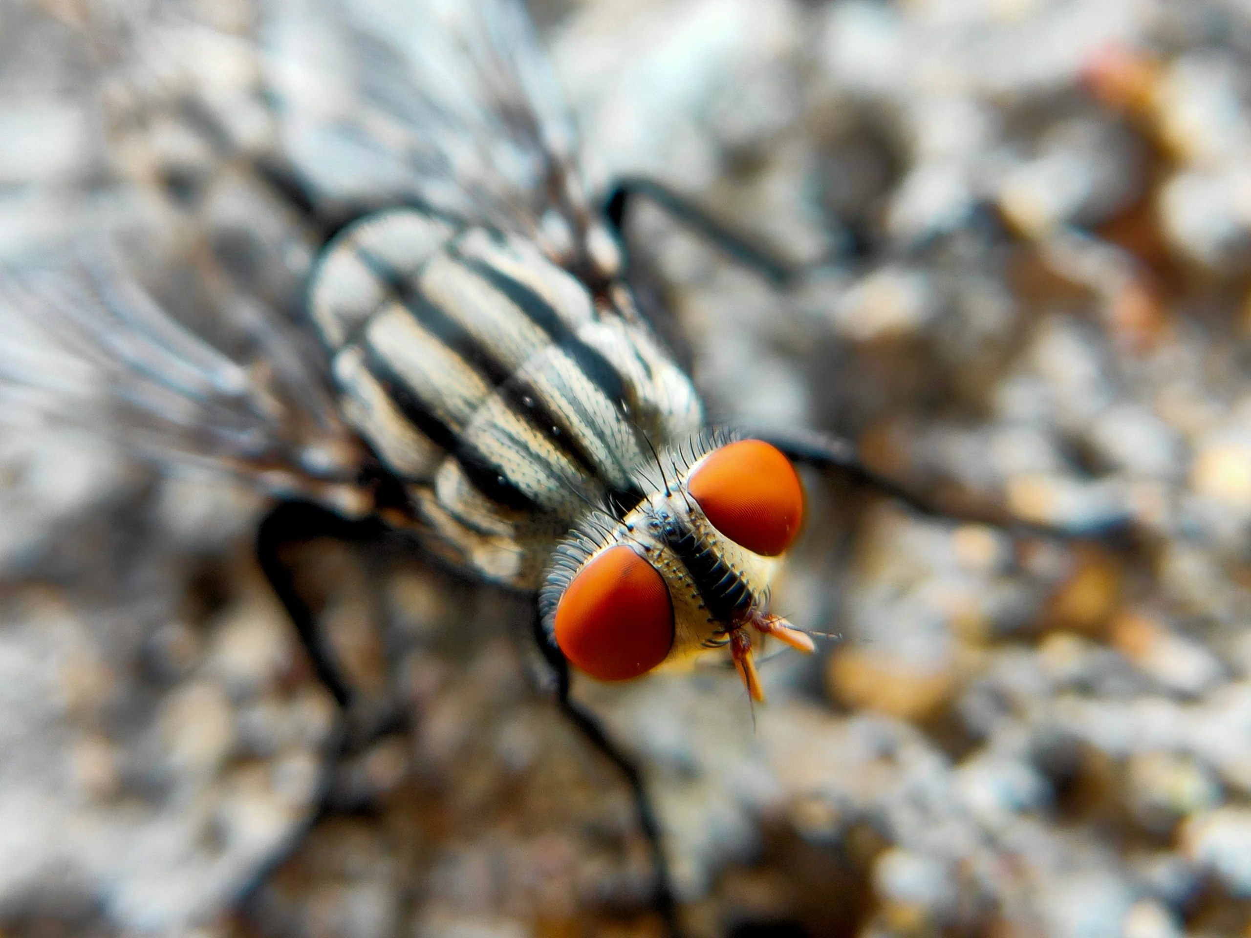 Macro of a striped fly with orange eyes on gravel