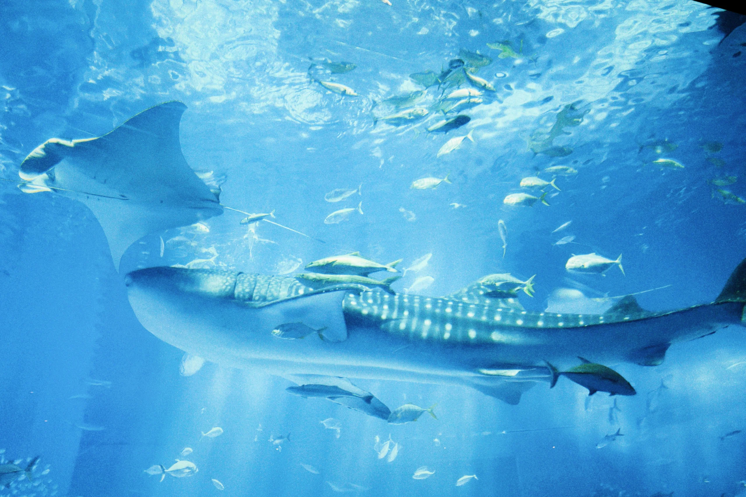 Whale shark and rays seen from below in a blue aquarium