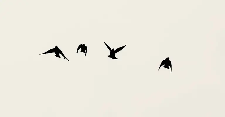 Four birds in flight against a pale, empty sky