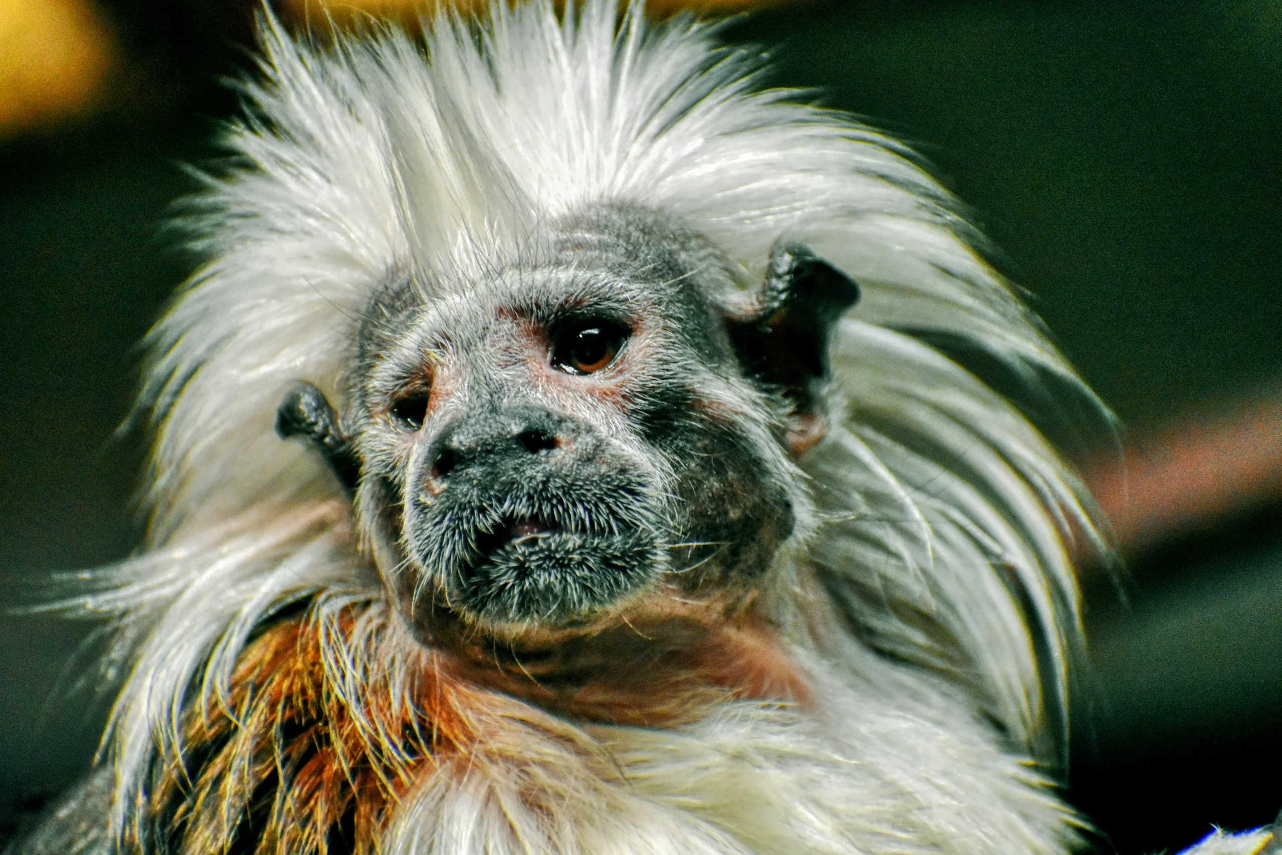Cotton-top tamarin looking into the camera