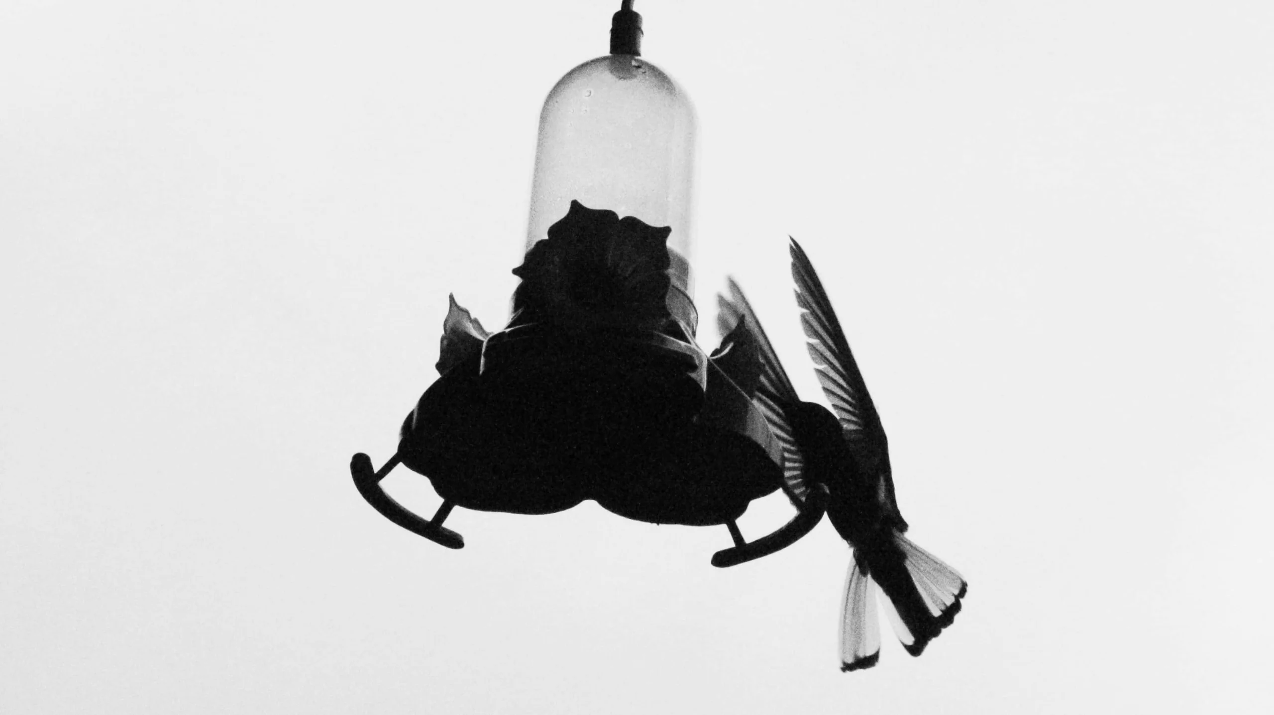 Black and white image of an acrobat suspended upside down