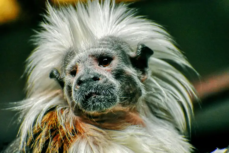 Cotton-top tamarin looking into the camera