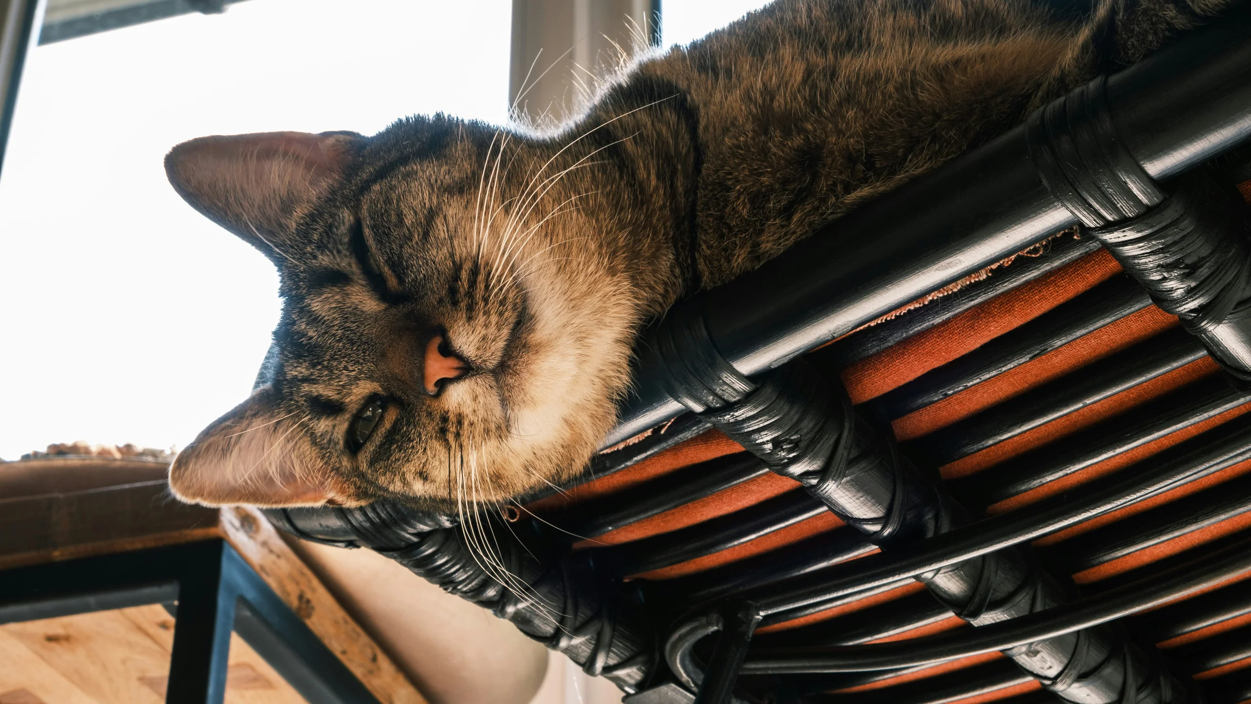 Tabby cat asleep on a slatted bench in the sun
